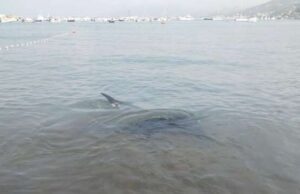 Manta imprigionata nella Baia delle Favole riguadagna il mare aperto