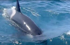 Ocean Race a Gibilterra, barche attaccate dalle orche Ocean Race a Gibilterra, barche attaccate dalle orche