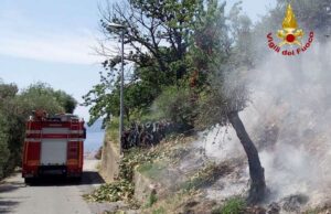 Cogorno, a fuoco oliveto: fiamme spente dai vigili del fuoco Cogorno, a fuoco oliveto: fiamme spente dai vigili del fuoco