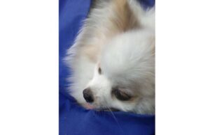 Volpino cade da un muro di cinta: soccorso dalla Croce Gialla Volpino cade da un muro di cinta: soccorso dalla Croce Gialla