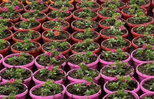 Sospeso fino a fine anno il contributo ambientale sui vasi plastica Sospeso fino a fine anno il contributo ambientale sui vasi plastica, lo stop grazie ai Florovivaisti di Cia-Agricoltori Italiani