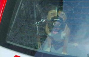 Vallecrosia, bimbo di 2 anni azzannato al volto da pitbull: grave al Gaslini