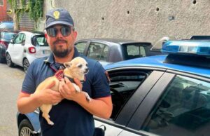 Il cagnolino Mojto sventa un furto in appartamento a Genova Il cagnolino Mojto sventa un furto in appartamento a Genova