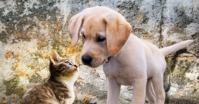 Imperia maglia nera per la caduta dei gatti e dei cani dai balconi Imperia maglia nera per la caduta dei gatti e dei cani dai balconi