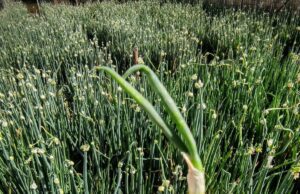 La Cipolla Egiziana di Camporosso (Arca del gusto di Slow Food) La Cipolla Egiziana di Camporosso (Arca del gusto di Slow Food)