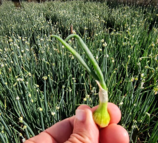  La Cipolla Egiziana di Camporosso (Arca del gusto di Slow Food)