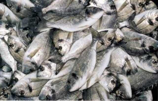 Oltre un allarme alimentare a settimana riguarda prodotti ittici