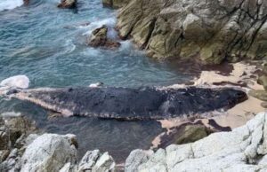 Capodoglio arenato e morto ai Piani d’Invrea, mare mosso: rimozione complessa