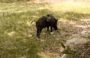 Petizione contro caccia con arco e frecce raccoglie più di 105mila firme in 48 ore Petizione contro caccia con arco e frecce raccoglie più di 105mila firme in 48 ore