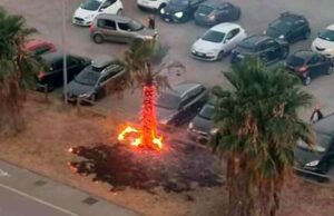 Taggia, palma prende fuoco: l’intervento dei residenti Taggia, palma prende fuoco: l’intervento dei residenti