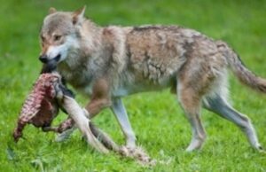 La Camera dice sì a Bruzzone: lupo declassato a specie protetta