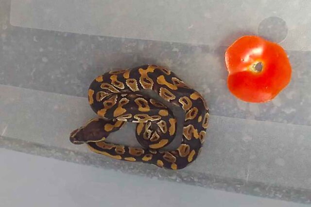 Un pitone tra i negozi alla Fiumara: intervento delle guardie zoofile