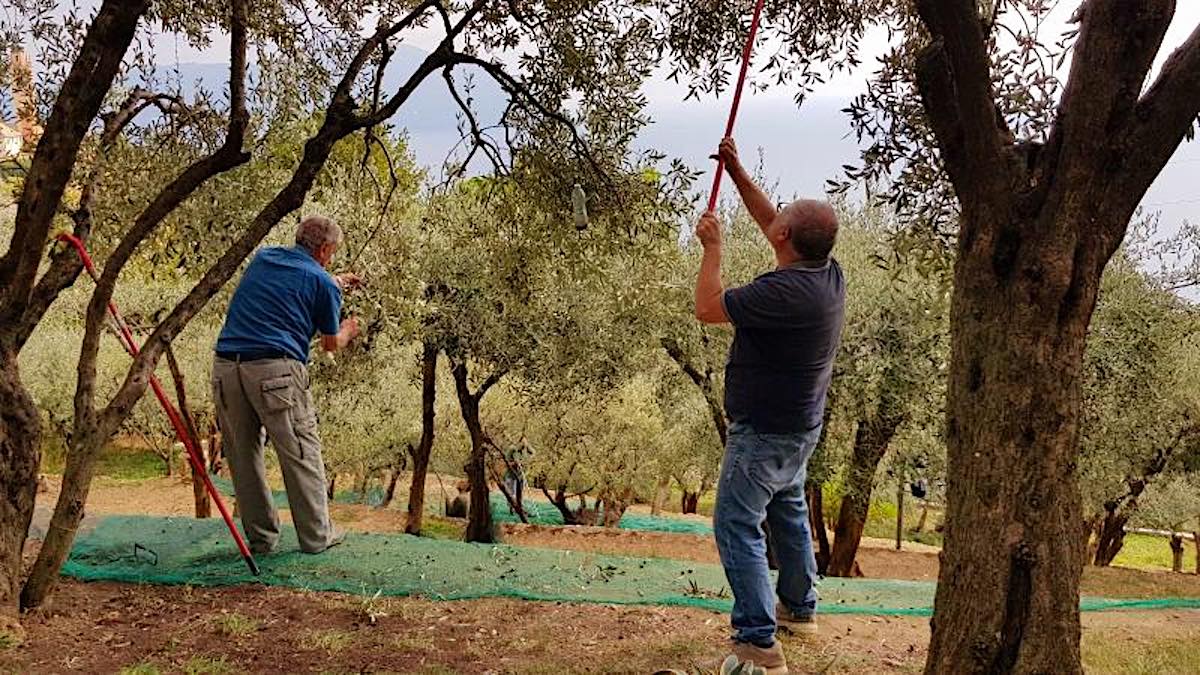 Olio Evo di scena a Genova ai Magazzini del Cotone