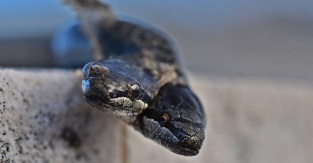 serpente coronella due teste