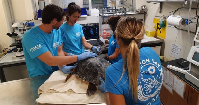 tartaruga caretta acquario