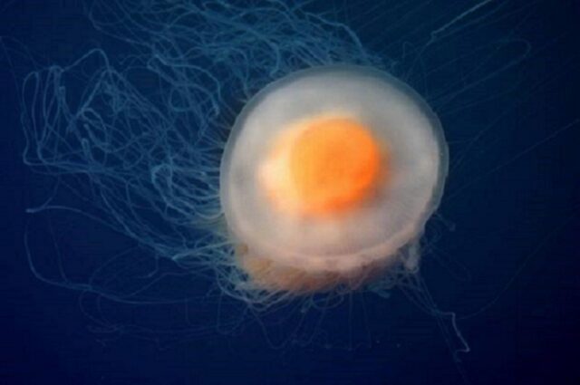 Un tuorlo d’uovo galleggia tra le onde: è la Medusa Cassiopea