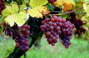 Gewürztraminer: che vino è e quali sono gli abbinamenti adatti Gewürztraminer: che vino è e quali sono gli abbinamenti adatti
