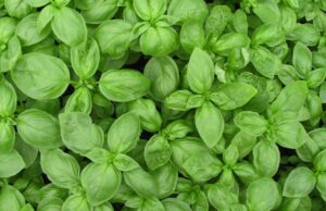 Pesto science experience: il laboratorio di Basilico genovese Dop Pesto Science Experience il laboratorio di Basilico Genovese DOP