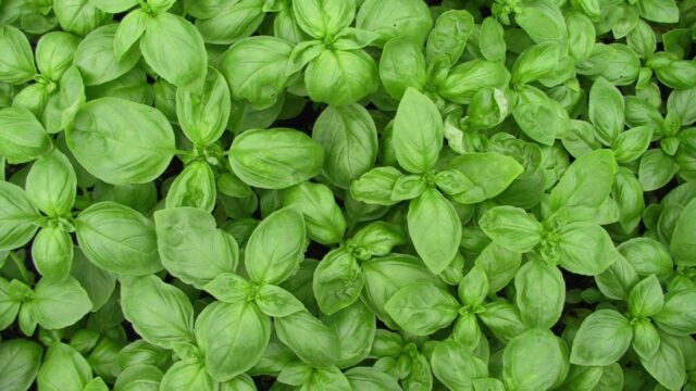 Pesto Science Experience il laboratorio di Basilico Genovese DOP Pesto Science Experience il laboratorio di Basilico Genovese DOP