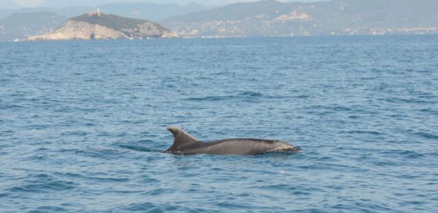 delfino