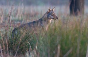 Lupa uccisa e sventrata ad Albenga. Le associazioni: chi sa, parli Lupa uccisa e sventrata ad Albenga. Le associazioni: chi sa, parli