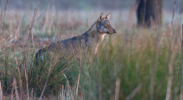 Lupa uccisa e sventrata ad Albenga. Le associazioni: chi sa, parli Lupa uccisa e sventrata ad Albenga. Le associazioni: chi sa, parli