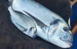 Gallinara, pescata un’orata da 5 chili. OSA: morto patriarca del mare Gallinara, pescata un’orata da 5 chili. OSA: morto patriarca del mare