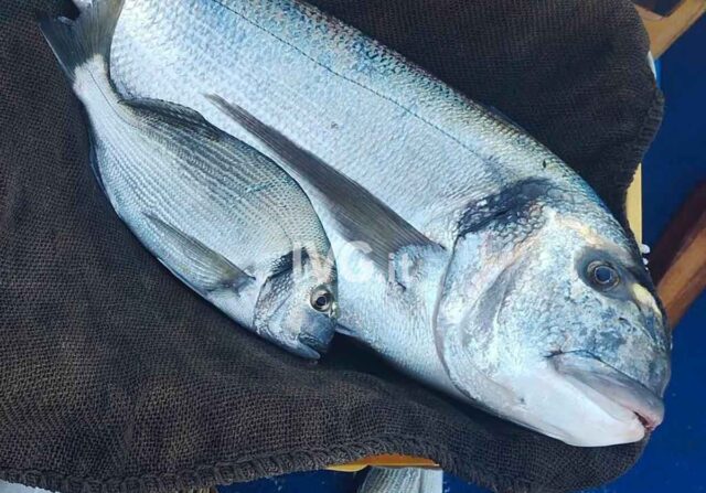 Gallinara, pescata un’orata da 5 chili. OSA: morto patriarca del mare