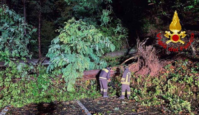 Borzonasca, albero cade in strada: rimosso dai VVF