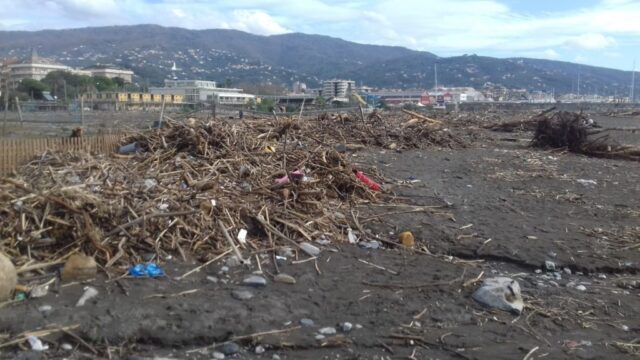 Chiavari, i privati possono raccogliere la legna sugli arenili