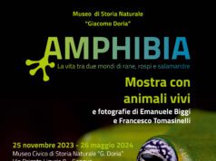 Amphibia: la vita tra due mondi di rane, rospi e salamandre Museo“G. Doria” Via Brigata Liguria