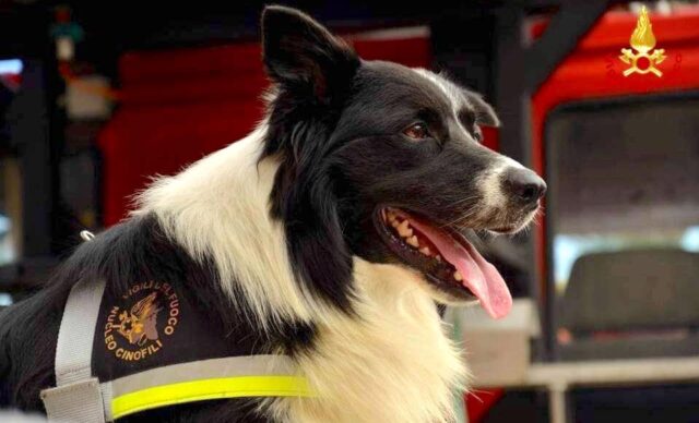 cane vigili fuoco
