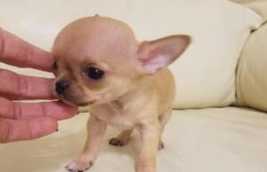 Lasciano cucciolo in auto per giocare al Casinò: esposto in Procura