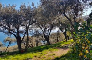 OrgOlio Liguria: oliveti aperti. Dall’8 al 10 dicembre OrgOlio Liguria: oliveti aperti. Dall’8 al 10 dicembre 2023