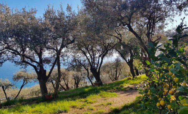 OrgOlio Liguria: oliveti aperti. Dall’8 al 10 dicembre 2023 OrgOlio Liguria: oliveti aperti. Dall’8 al 10 dicembre 2023