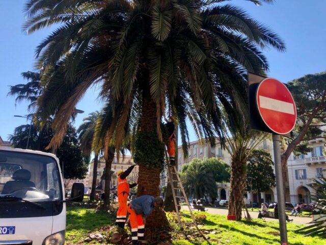 Chiavari, interventi di manutenzione del verde cittadino