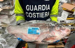 Filiera ittica in Emilia Romagna, sanzioni e sequestri della Guardia costiera spezzina Filiera ittica in Emilia Romagna, sanzioni e sequestri Della Guardia Costiera spezzina