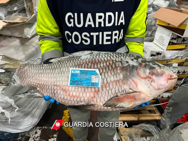 Filiera ittica in Emilia Romagna, sanzioni e sequestri Della Guardia Costiera spezzina