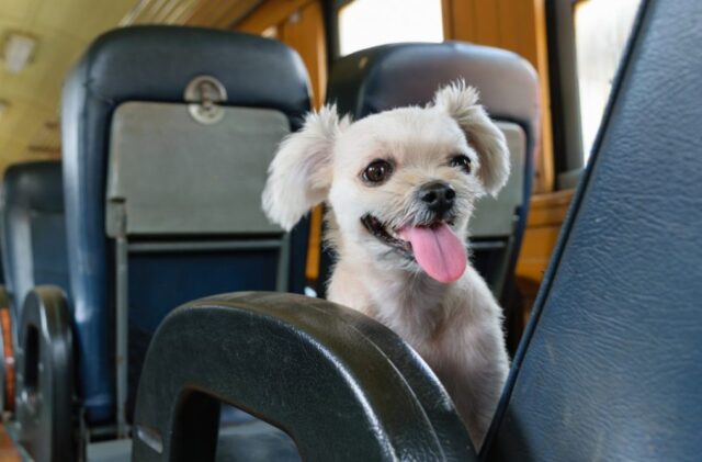 Amt, cani a bordo senza biglietto: il piano continua nel 2024