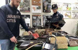 Mercatino Cesarea, maxi sequestro pelli pitone e specie protette