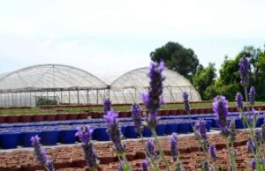 Albenga, venerdì un convegno sul Florovivaismo