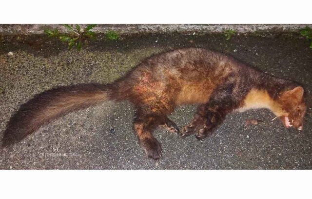 Scoperta una Martora a Vobbia Scoperta una Martora a Vobbia