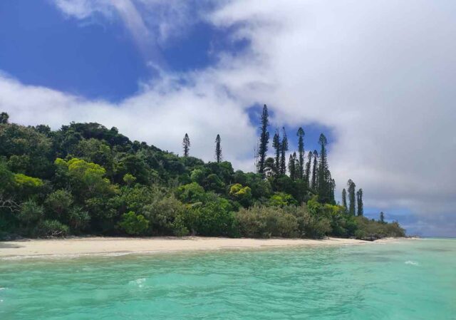 Esplorazioni botaniche in Nuova Caledonia: un incontro al Museo Doria