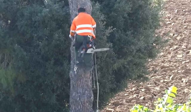 Rapallo, 46enne cade mentre pota un albero: è grave