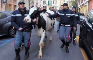A Sanremo la mucca Ercolina e la vitellina Giulia A Sanremo la mucca Ercolina e la vitellina Giulia