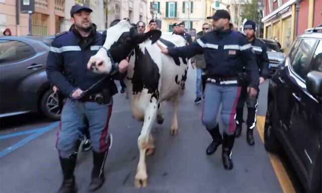 A Sanremo la mucca Ercolina e la vitellina Giulia