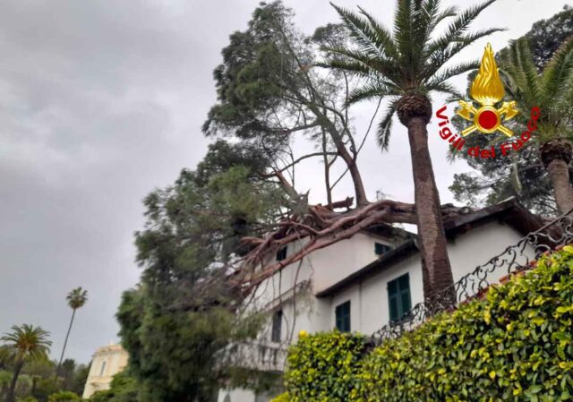 San Michele di Pagana, albero secolare si abbatte su palazzina San Michele di Pagana, albero secolare si abbatte su palazzina