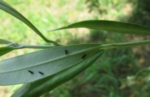 Coldiretti, la Cecidomia mette a rischio futuro olivicoltura Coldiretti, la Cecidomia mette a rischio il futuro dell'olivicoltura lunigianese, saltando da una pianta all’altra infettando gli olivi