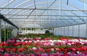 Confagricoltura Liguria: sospensione contributo CONAI sui vasi Confagricoltura Liguria Florovivaismo, sospensione contributo CONAI sui vasi “come da noi richiesto prorogata la sospensione