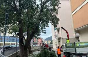 Recco, potatura correttiva degli alberi alto fusto in città